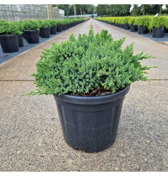 Juniperus procumbens Nana C8 Lit. 30-40 cm