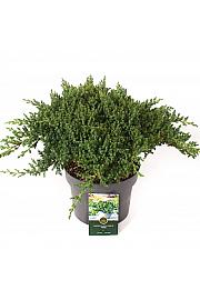 Juniperus procumbens Nana C5 Lit. 25-30 cm