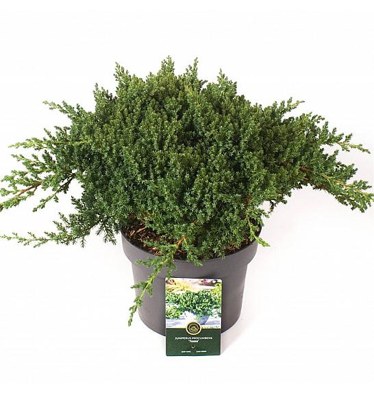 Juniperus procumbens Nana C5 Lit. 25-30 cm
