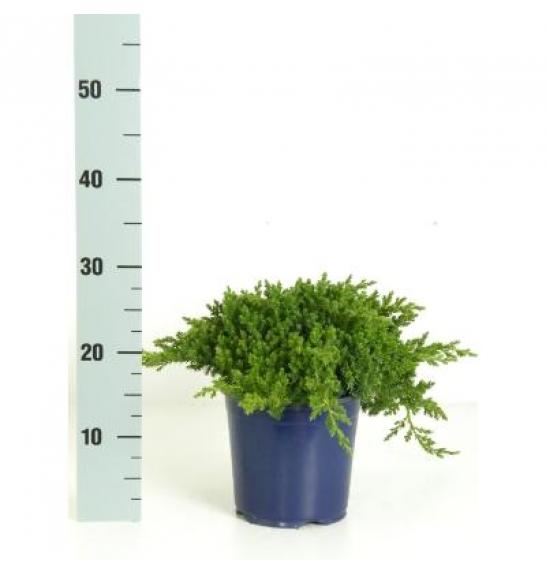 Juniperus procumbens Nana C2 Lit. 15-20 cm