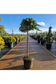Juniperus procumbens Nana C15 Lit. Na steblu 80 cm