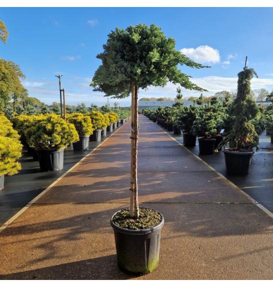 Juniperus procumbens Nana C15 Lit. Na steblu 80 cm