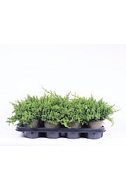 Juniperus procumbens Nana C1 Lit. 10-15 cm