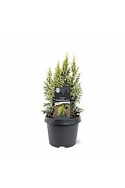 Juniperus pingii Hulsdonck Yellow ᴾᴮᴿ C5 Lit. 30-40 cm