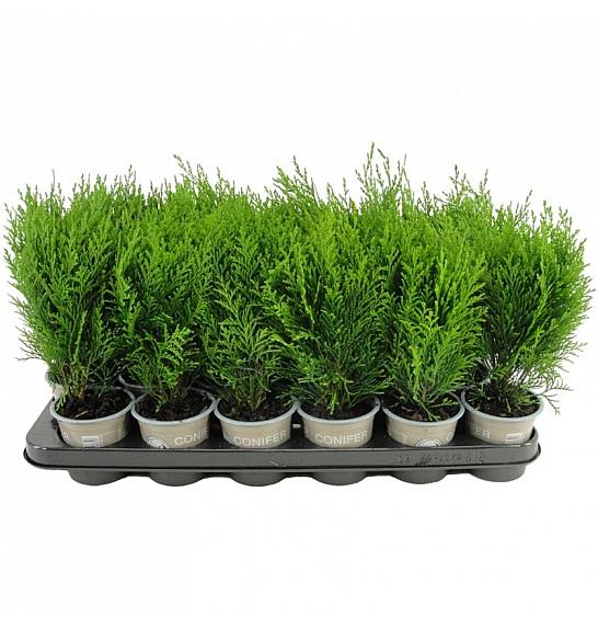 BLOEM-DAHL CONIFERS Juniperus pfitzeriana Old Gold