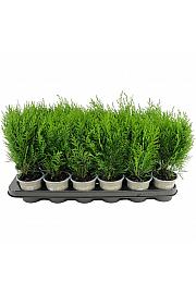 Juniperus pfitzeriana Old Gold Ø9
