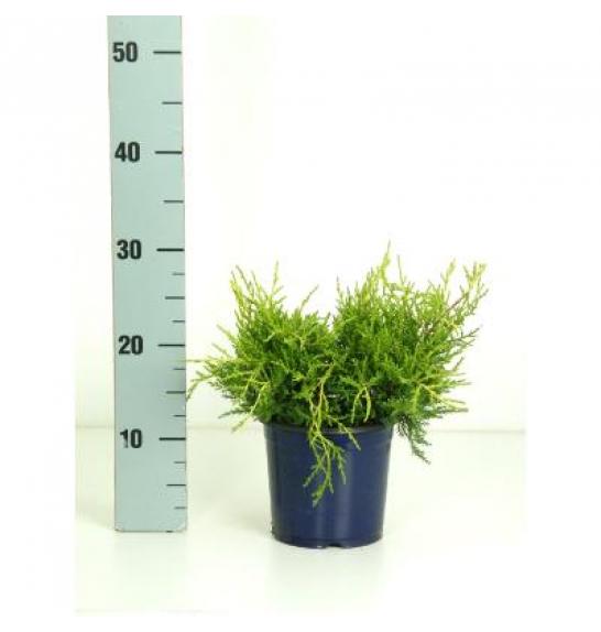 Juniperus pfitzeriana Old Gold Ø15 15-20 cm