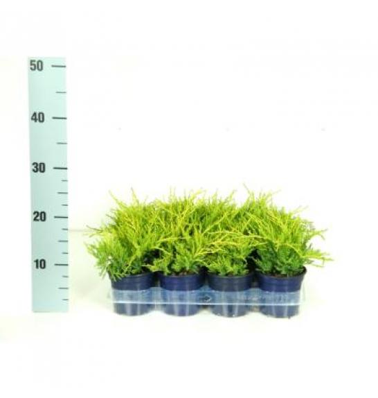 Juniperus pfitzeriana Old Gold Ø11 10-15 cm