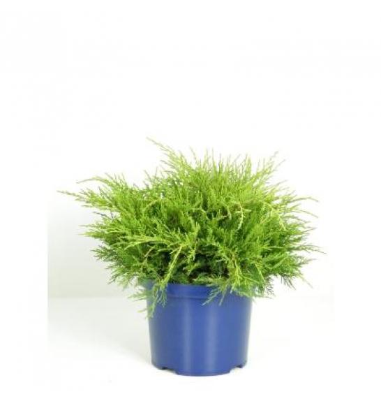 Juniperus pfitzeriana Old Gold C5 Lit. 20-30 cm