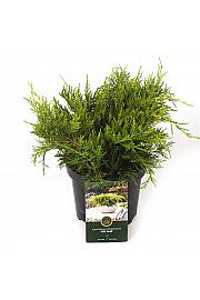 Juniperus pfitzeriana Old Gold C2,5 lit. 20-25 cm