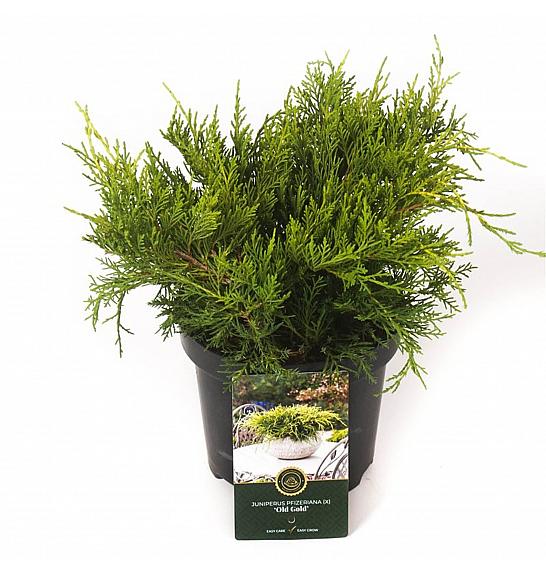 Juniperus pfitzeriana Old Gold C2,5 Lit. 20-25 cm