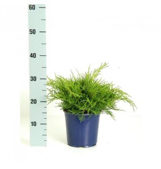 Juniperus pfitzeriana Old Gold C2 Lit. 15-20 cm