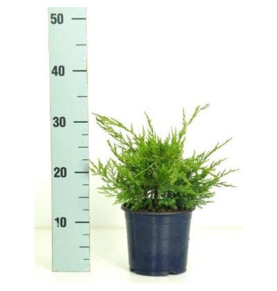Juniperus pfitzeriana Mint Julep Ø15 20-30 cm