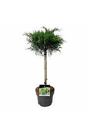 Juniperus pfitzeriana Mint Julep C5Lit. Na stabljici 40 cm