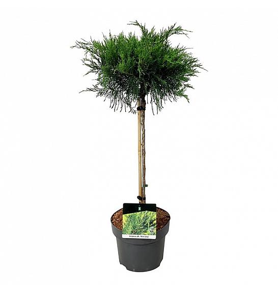 Juniperus pfitzeriana Mint Julep C5Lit. Na stabljici 40 cm