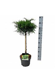 Juniperus pfitzeriana Mint Julep C5 Lit. Na steblu 40 cm
