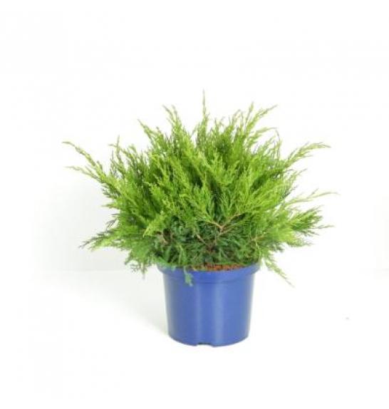 Juniperus pfitzeriana Mint Julep C5 Lit. 30-40 cm