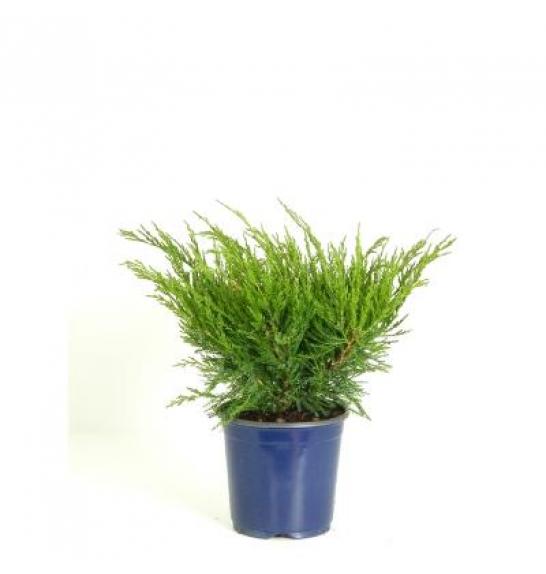 Juniperus pfitzeriana Mint Julep C2 Lit. 20-30 cm