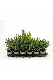 Juniperus pfitzeriana King of Spring Ø9