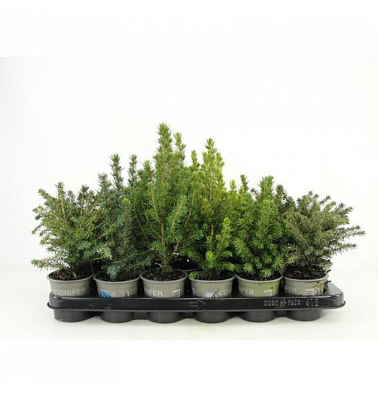 Juniperus pfitzeriana King of Spring Ø9