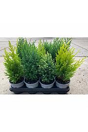 Juniperus pfitzeriana Gold Star Ø9
