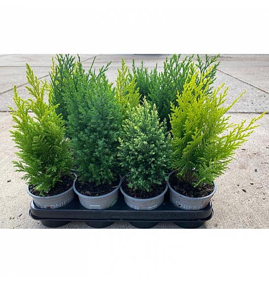 Juniperus pfitzeriana Gold Star Ø9