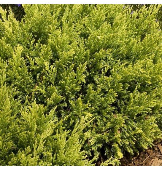 Juniperus pfitzeriana Gold Star Ø15 15-20 cm