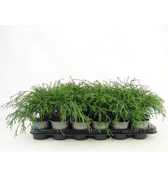 Juniperus pfitzeriana Gold Coast Ø9