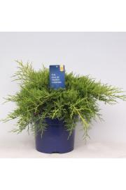 Juniperus pfitzeriana Gold Coast Ø11 10-15 cm