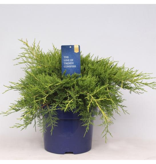Juniperus pfitzeriana Gold Coast Ø11 10-15 cm