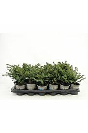 Juniperus Mix Ø9