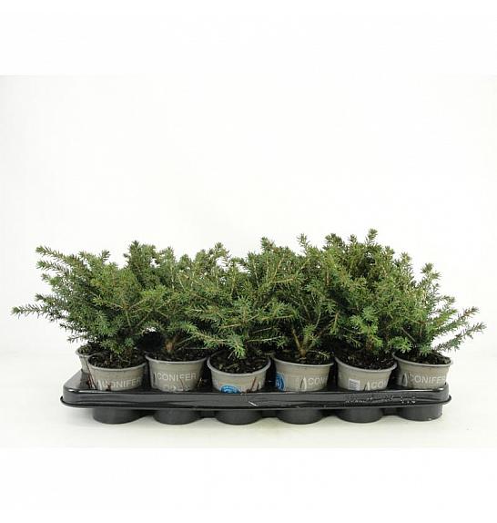Juniperus Mix Ø9