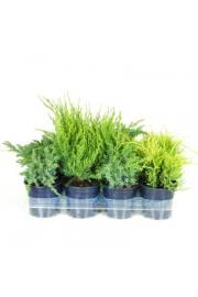 Juniperus Mix Ø11 10-15 cm
