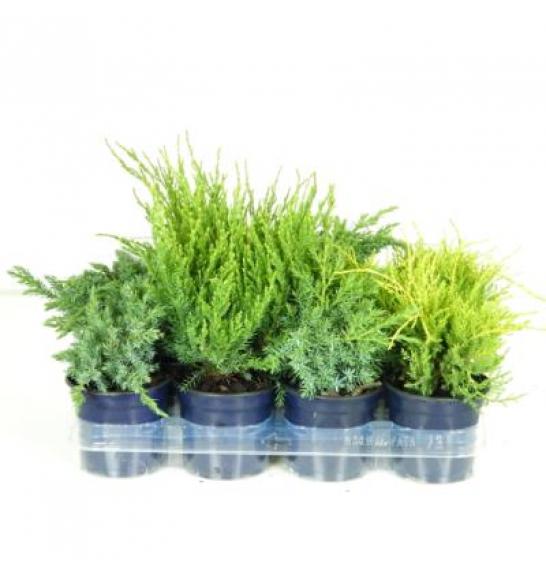 Juniperus Mix Ø11 10-15 cm