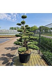 Juniperus media Pfitz. Compacta C230 Lit. 175/+ cm Bonsai