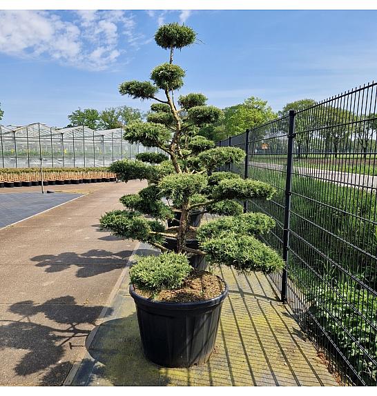 Juniperus media Pfitz. Compacta C230 Lit. 175/+ cm Bonsai
