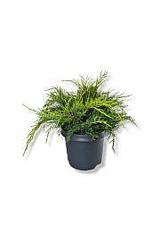 Juniperus media Old Gold C8 Lit. 30-40 cm