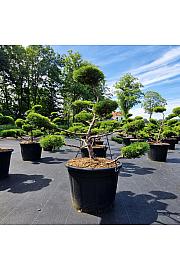 Juniperus media Old Gold C65 Lit. Bonsai 80-100 cm