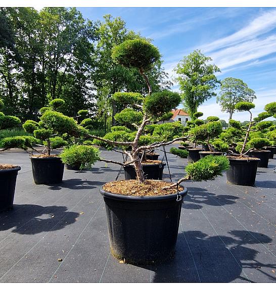Juniperus media Old Gold C65 Lit. Bonsai 80-100 cm