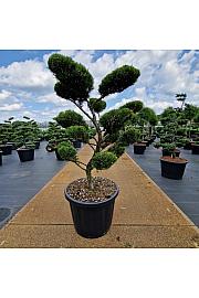Juniperus media Mint Julep C80 Lit. 100-110 Bonsai