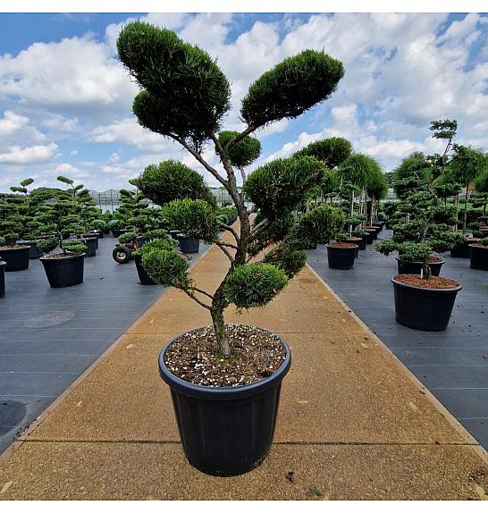 Juniperus media Mint Julep C80 Lit. 100-110 Bonsai