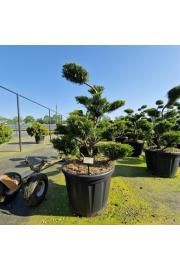Juniperus media Mint Julep C110 Lit. 100-120 cm Bonsai