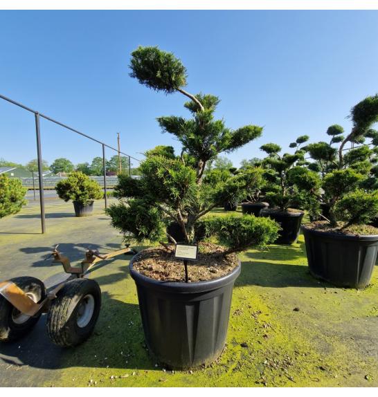Juniperus media Mint Julep C110 Lit. 100-120 cm Bonsai