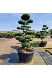 Juniperus media Hetzii C500 Lit. 180-200 cm Bonsai