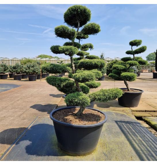 Juniperus media Hetzii C500 Lit. 180-200 cm Bonsai