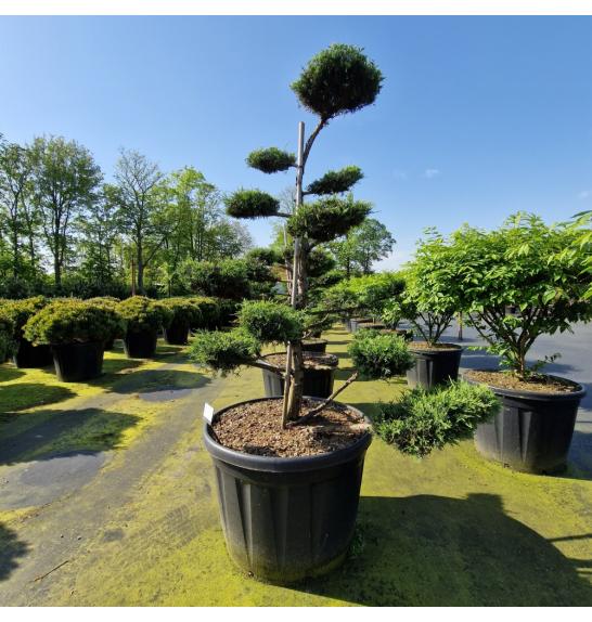 Juniperus media Hetzii C180 Lit. 140-150 cm Bonsai