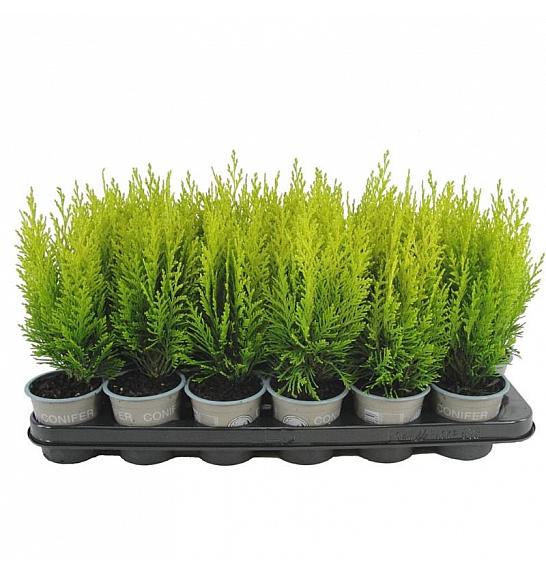 Juniperus horizontalis Wiltonii Ø9