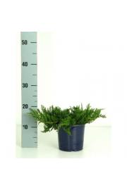 Juniperus horizontalis Wiltonii Ø15 15-20 cm