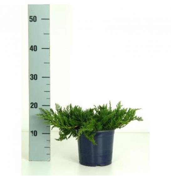 Juniperus horizontalis Wiltonii Ø15 15-20 cm