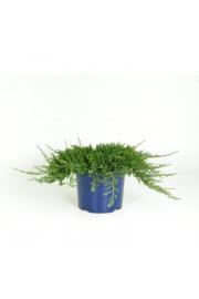 Juniperus horizontalis Wiltonii C5 Lit. 15-20 cm